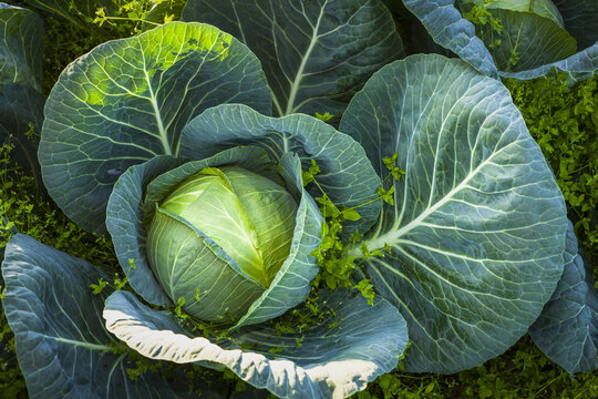 Detail of a large cabbage (Brassica oleracea) plant with chickweed (Stellaria media) growing around it; Palmer, Alaska, United States of America