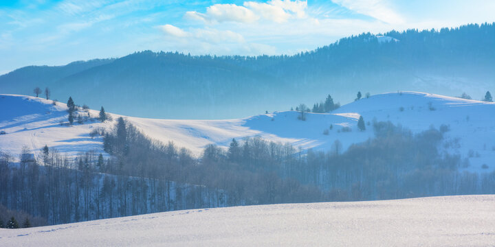 carpathian countryside in winter. beautiful mountain landscape at high noon. naked trees on snow covered hills