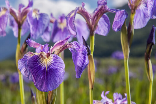 A perennial Iris and it's deep purple petals photographed on the Palmer Hayflats with blue sky and mountains in the background, South-central Alaska; Eklutna, Alaska, United States of America