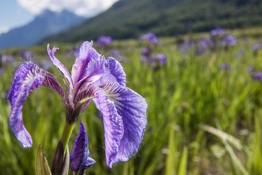 A perennial Iris and it's deep purple petals photographed on the Palmer Hayflats with blue sky and mountains in the background, South-central Alaska; Eklutna, Alaska, United States of America