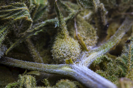 Extreme close-up of a cured cannabis seed pod, branch and flower with visible trichomes forming a humanoid character at rest; Marina, California, United States of America