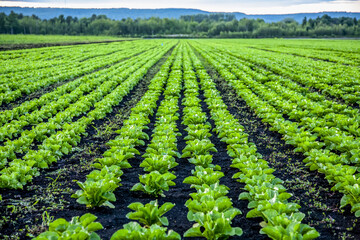 Lettuce growing in a field; Nova Scotia, Canada
