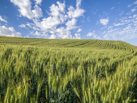 Green wheat field; The Palouse, Washington, United States of America - Powered by Adobe