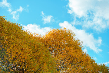Fototapeta premium Natural background autumn trees against a blue sky background, tree crowns photographed from below