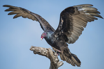 Turkey vulture (Cathartes aura) landing on a dead tree, Martin Ranch; Edinburg, Texas, United States of America