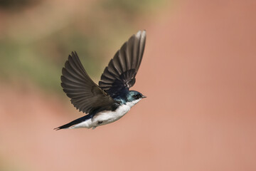 Tree swallow (Tachycineta bicolor) in flight, taken at Lac le Jeune, near Kamloops; British Columbia, Canada