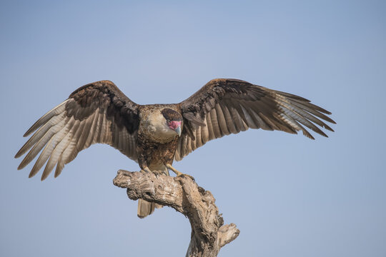 Caracara (Falconidae) landing on a dead tree, Martin Ranch; Edinburg, Texas, United States of America