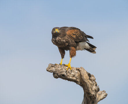 Harris's Hawk (Parabuteo unicinctus) on a dead tree, Martin Ranch; Edinburg, Texas, United States of America