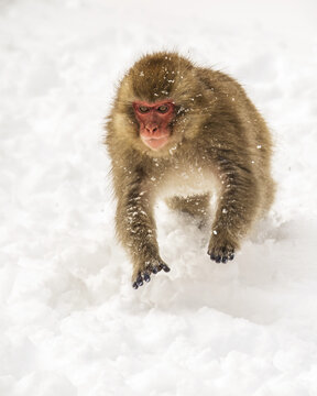 Japanese macaque, also known as Snow Monkey, (Macaca fuscata) playing in the snow; Jigokudani, Yamanouchi, Nagano, Japan