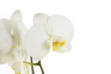 macro di orchidea