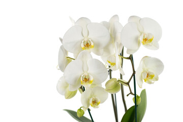 Fototapeta na wymiar orchidea bianca