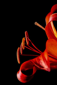 Matrix Asiatic Lily plant in bloom on a black background