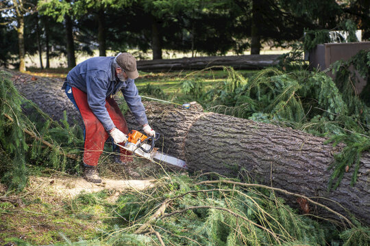Logger cuts a large Douglas Fir into timber length pieces; Olympia, Washington, United States of America