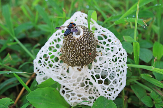 Closeup of Bamboo Fungus or White Long Net Stinkhorn Mushroom with a Bee in the Field