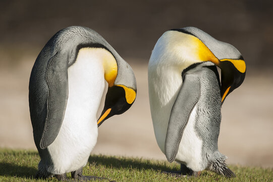 Two King Penguins (Aptenodytes patagonicus) sleeping; The Neck, Saunders Island, Falkland Islands