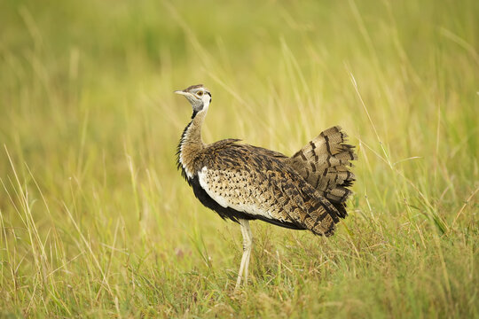 Kori bustard (Ardeotis kori), Ngorongoro Crater; Tanzania