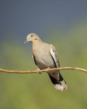White-winged dove (Zenaida asiatica); Arizona, United States of America