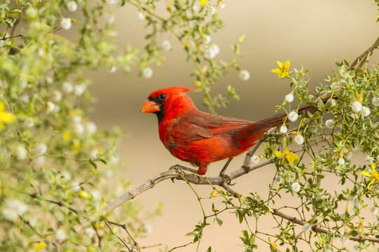 Northern Cardinal (Cardinalis cardinalis); Arizona, United States of America