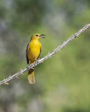 Hooded oriole (Icterus cucullatus); Arizona, United States of America