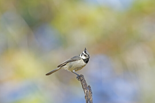 Bridled Titmouse (Baeolophus wollweberi); Madera Canyon, Arizona, United States of America