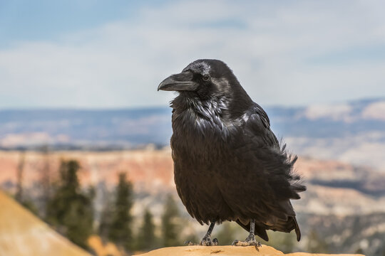 Common Raven (Corvus corax), Bryce Canyon National Park; Utah, United States of America