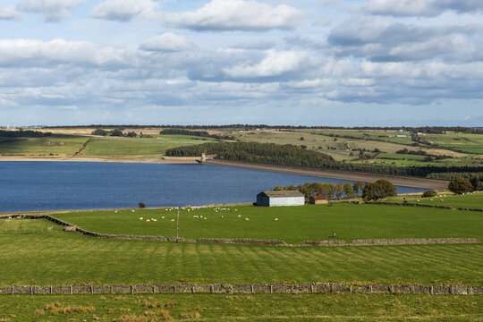 Derwent reservoir and English fields with dry stone walls and sheep; County Durham, England