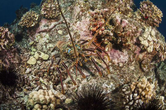 Pacific spiny lobster (Palinuridae) on a colourful reef; Island of Hawaii, Hawaii, United States of America