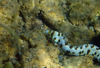 Moray eel fish – Snowflake Moray, scientific name is Echidna nebulosa, it inhabits coral reefs and is nocturnal predator, Red Sea, Sinai, Middle East