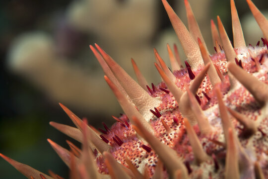 Macro close-up of Crown-of-thorns starfish (Acanthaster planci); Island of Hawaii, Hawaii, United States of America