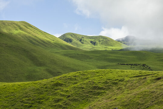 Lush green foliage on cinder cones, Kohala Mountain, with a herd of cows grazing in the distance, Parker Ranch on North Kohala; Island of Hawaii, Hawaii, United States of America