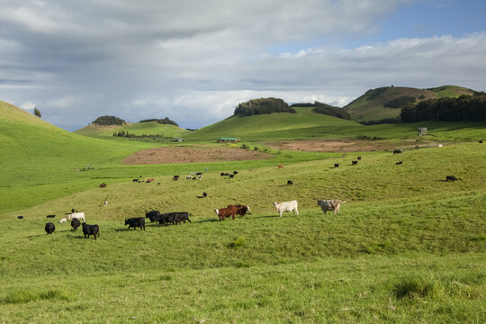 Cows grazing in a pasture on Parker Ranch, Kohala Mountain, North Kohala; Island of Hawaii, Hawaii, United States of America