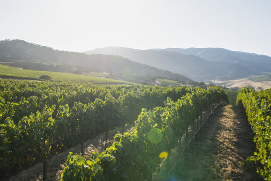 Grapevines (Vitis) on a hillside; Gonzales, California, United States of America