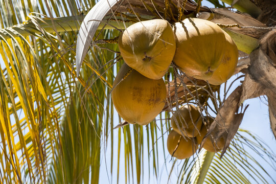 Coconuts growing on a coconut tree (Cocos nucifera); Huatulco, Oaxaca, Mexico