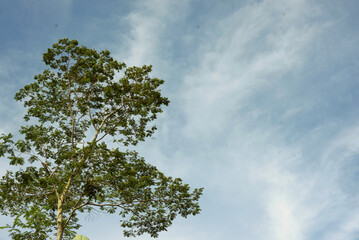 tree in the sky