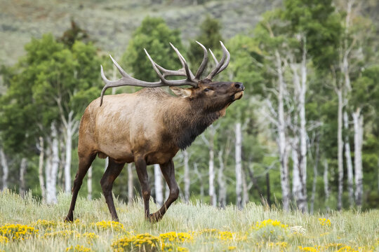 Bull Elk (Cervus canadensis) bugling; Steamboat Springs, Colorado, United States of America