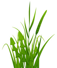 Green field plants. Realistic garden grass vegetation