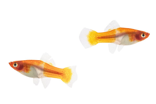 Two female Koi Santa Claus Swordtail Fish (Xiphophorus helleri) on a white background