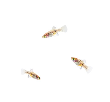 Three young Swordtail Fry fish (Xiphophorus helleri) on a white background