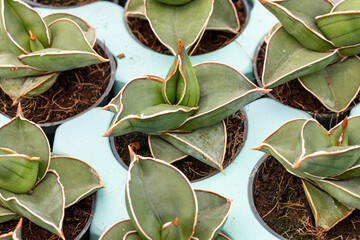 A cultivation of Sansevieria ehrenbergii “Samurai”. This is a popular houseplant. Concept for...