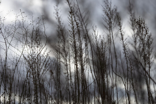 Silhouette of weeds and a cloudy sky; Ontario, Canada