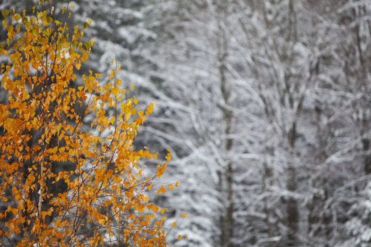 An early snow creates contrast between autumn colours and snow-laden branches; Alton, Ontario, Canada