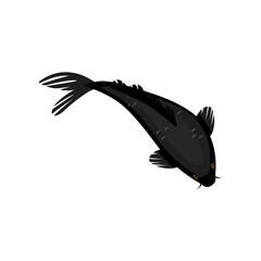 Black koi fish swimming in pond cartoon illustration. Black Japanese carp or Chinese goldfish in water on white background. Garden, traditional fishery concept