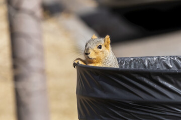 Red Fox Squirrel (Sciurus niger)) peeking out from inside a garbage can; Fort Collins, Colorado, United States of America
