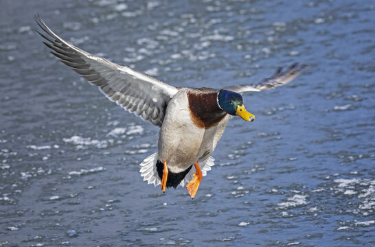 Male Mallard duck (Anas platyrhynchos) in flight over water; Fort Collins, Colorado, United States of America