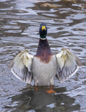 Male Mallard duck (Anas platyrhynchos) standing in water and flapping it's wings; Fort Collins, Colorado, United States of America