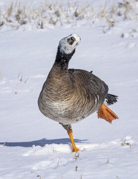 Common Goldeneye (Bucephala clangula) duck walking in the snow with it's face covered in snow; Fort Collins, Colorado, United States of America