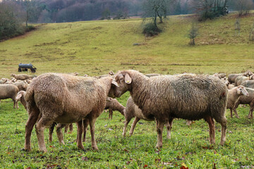 Two ewes in a herd of sheep nuzzling each other on a green field in rural Germany.