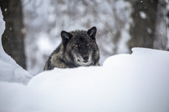 A male Wolf (Canis lupus) rests in the snow and looks at camera, Alaska Wildlife Conservation Center, South-Central Alaska; Portage, Alaska, United States of America