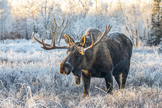 Mature bull moose (Alces alces) standing and feeding in early morning with hoar frost in in the field, South Anchorage, South-central Alaska; Alaska, United States of America