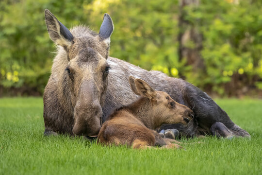Cow moose (Alces alces) with calf rests on green grass in East Anchorage, Alaska's State mammal, South-central Alaska; Alaska, United States of America